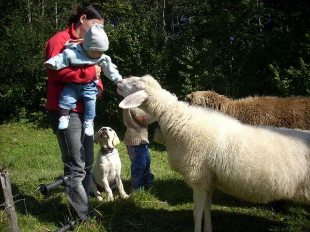 Appartamento Kiblerhof Russbach am Pass Gschütt Esterno foto